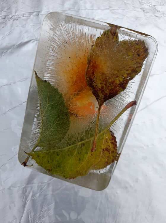 Leaves frozen into an ice cube