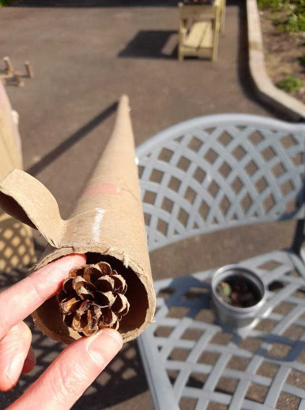 Dropping a pine cone down a cardboard tube